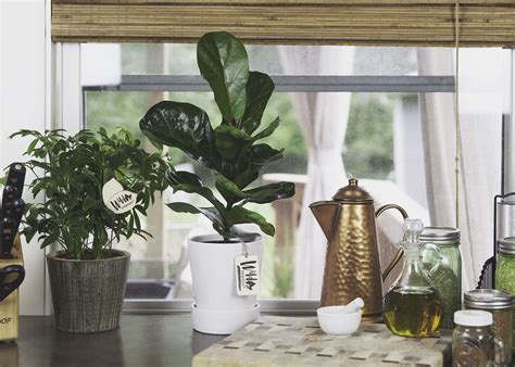 Learn how we keep our plants warm and watered using sustainable practices. . Wild interiors signature foliage